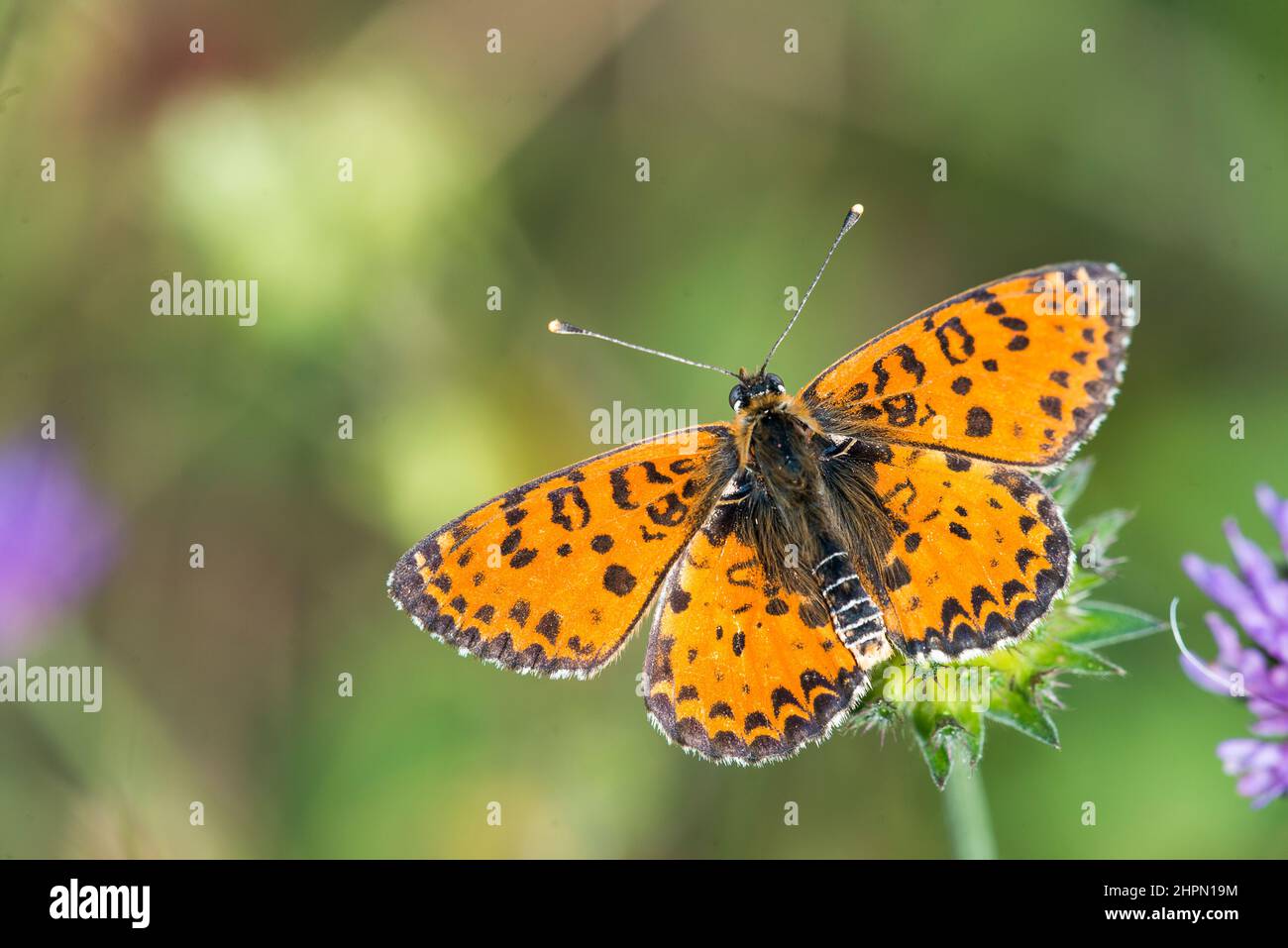 Melitaea didyma, the spotted fritillary or red-band fritillary, is a ...