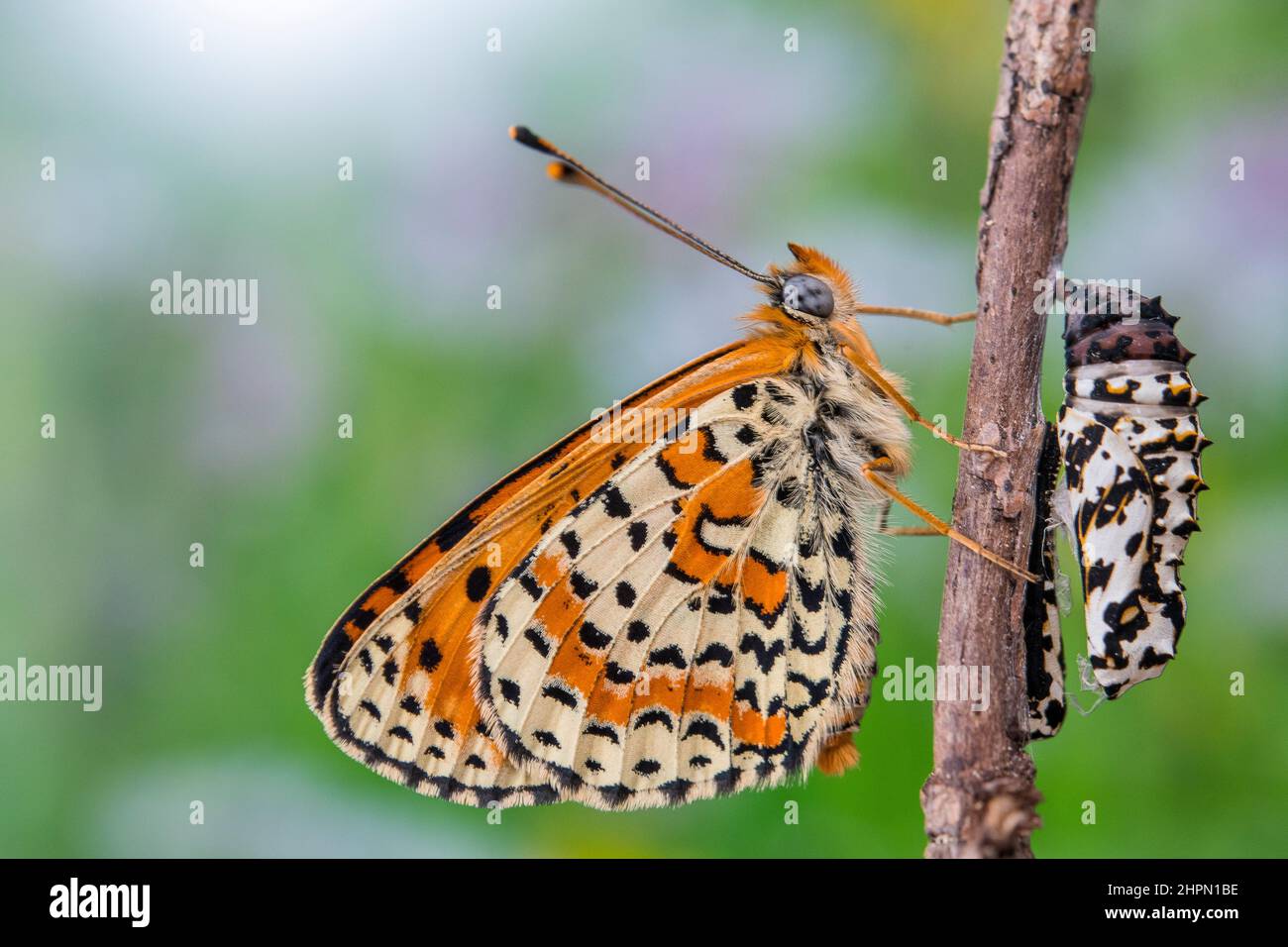 Melitaea didyma, the spotted fritillary or red-band fritillary, is a butterfly of the family Nymphalidae, male and chrysalis. Stock Photo