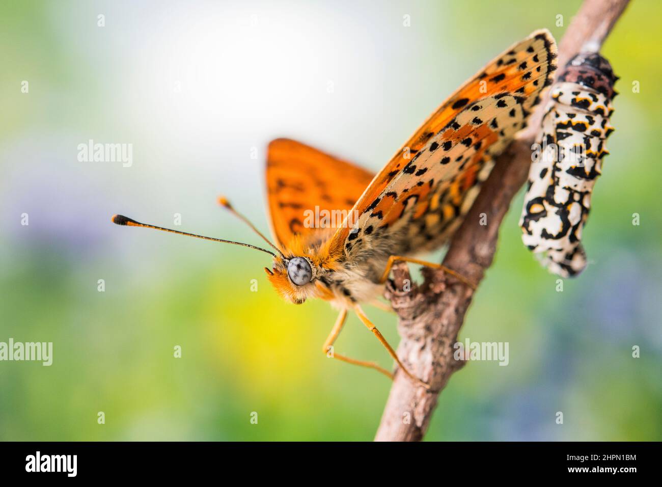 Melitaea didyma, the spotted fritillary or red-band fritillary, is a butterfly of the family Nymphalidae, male and chrysalis. Stock Photo