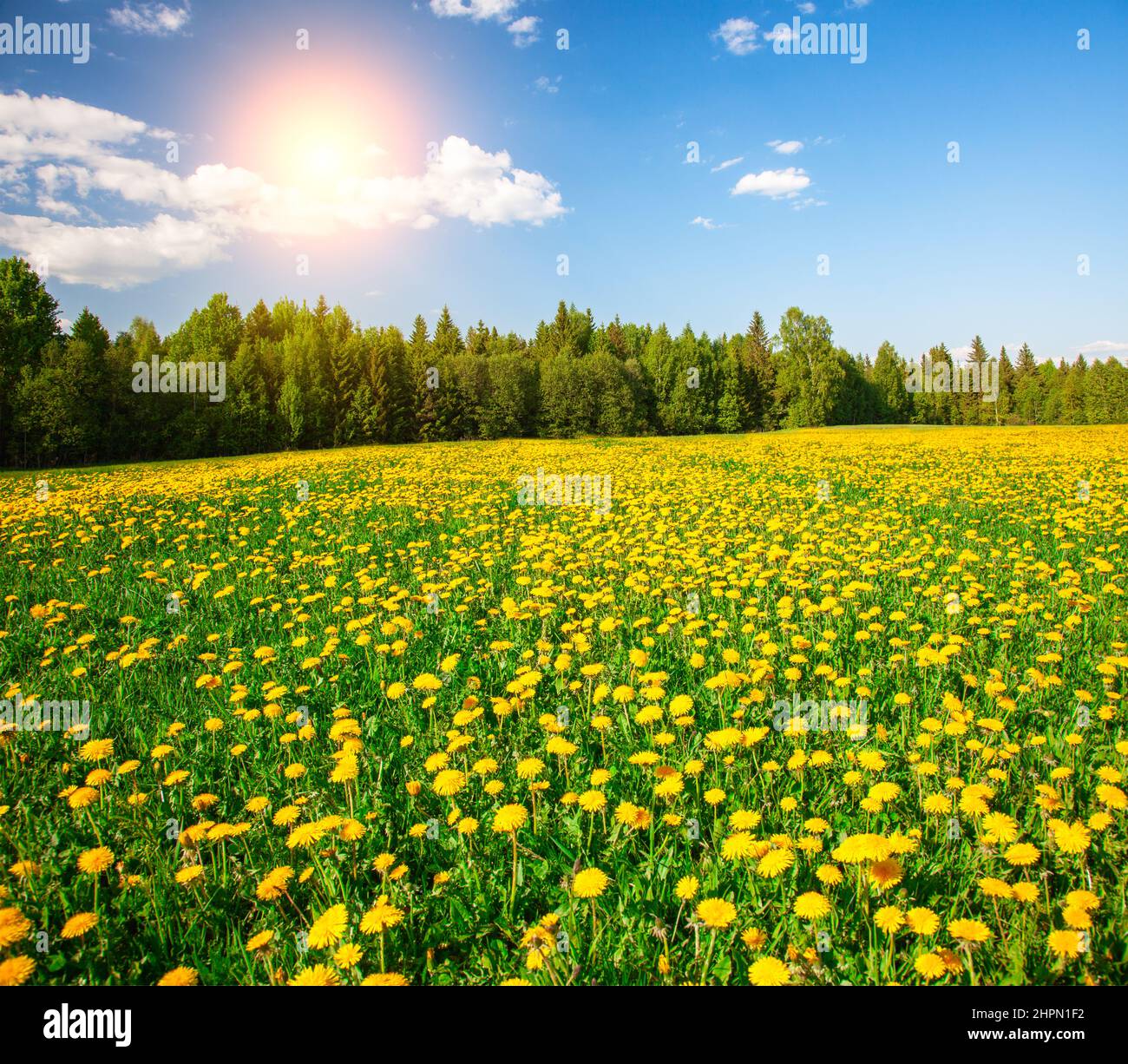 Yellow flowers hill under blue cloudy sky with sun Stock Photo