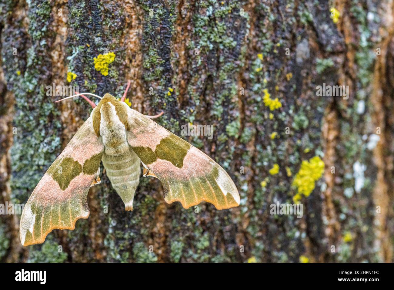 Mimas tiliae, the lime hawk-moth, is a moth of the family Sphingidae. Stock Photo