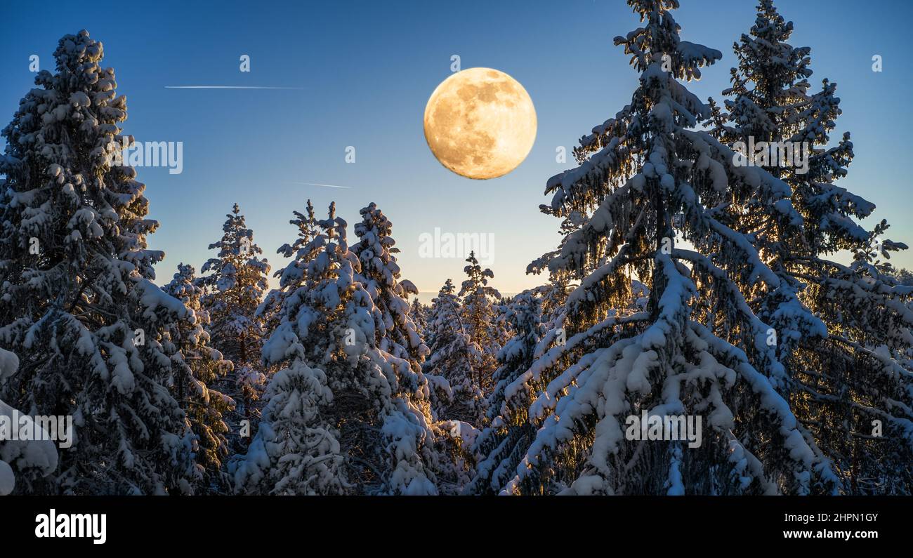 winter forest and big moon at night Stock Photo