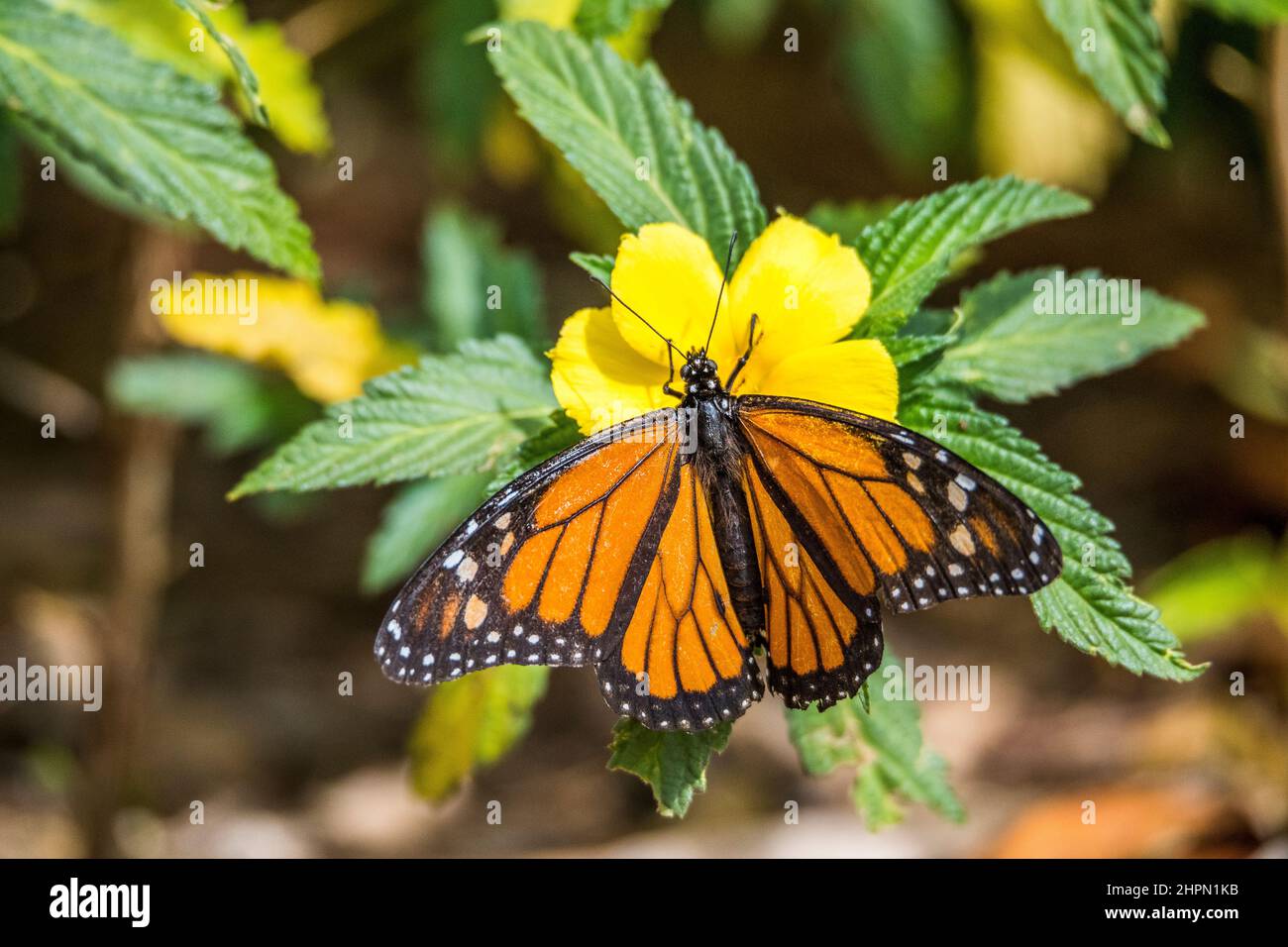 The monarch butterfly or simply monarch (Danaus plexippus) is a milkweed butterfly (subfamily Danainae) in the family Nymphalidae. Stock Photo