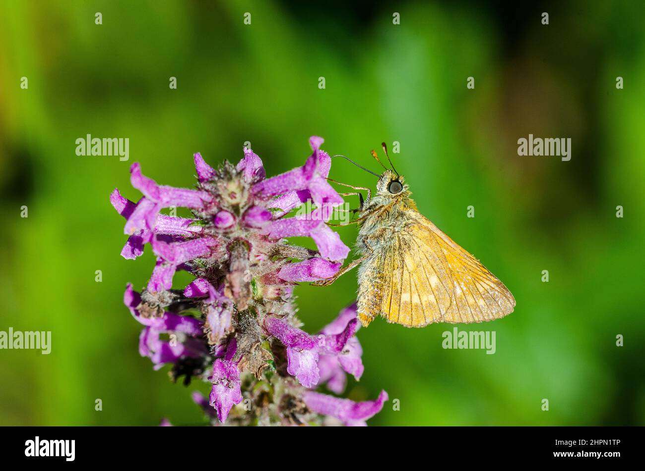 The large skipper (Ochlodes sylvanus) is a butterfly of the family Hesperiidae. Stock Photo