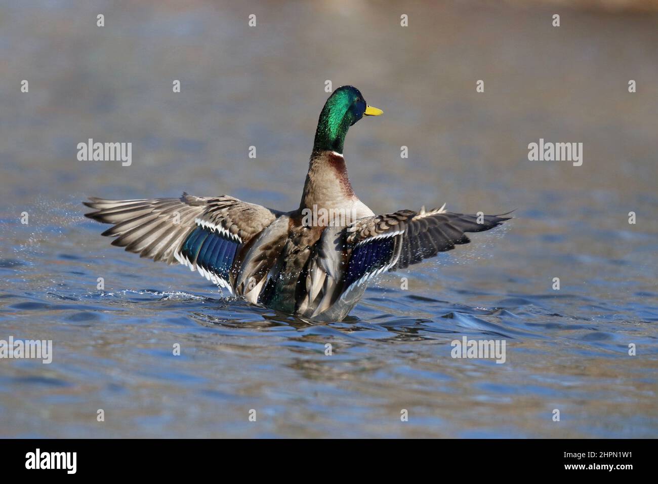 Drake Mallard duck Anas platyrhynchos wing flap on a lake in winter Stock Photo