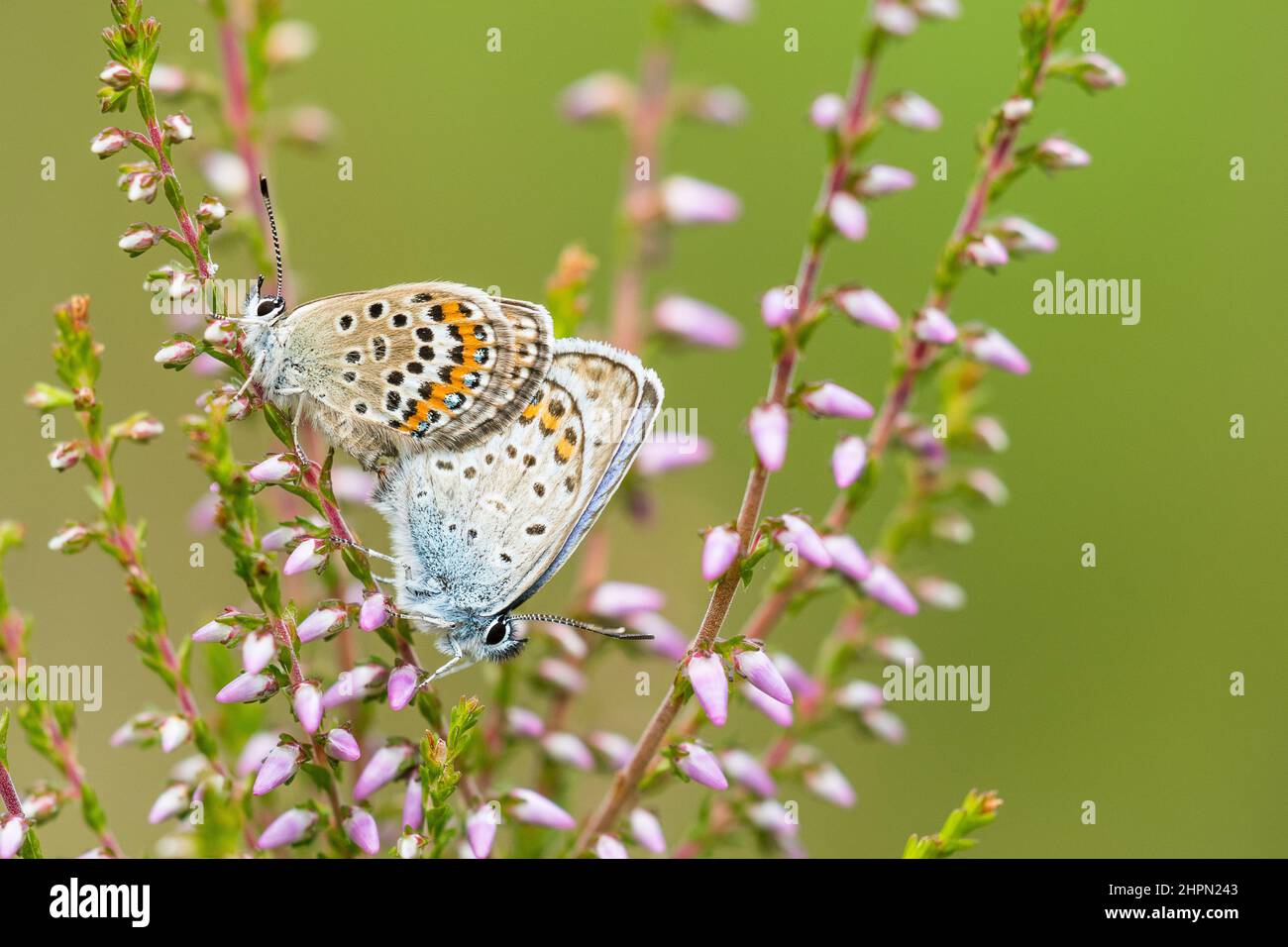 The silver-studded blue (Plebejus argus) is a butterfly in the family Lycaenidae, mating. Stock Photo