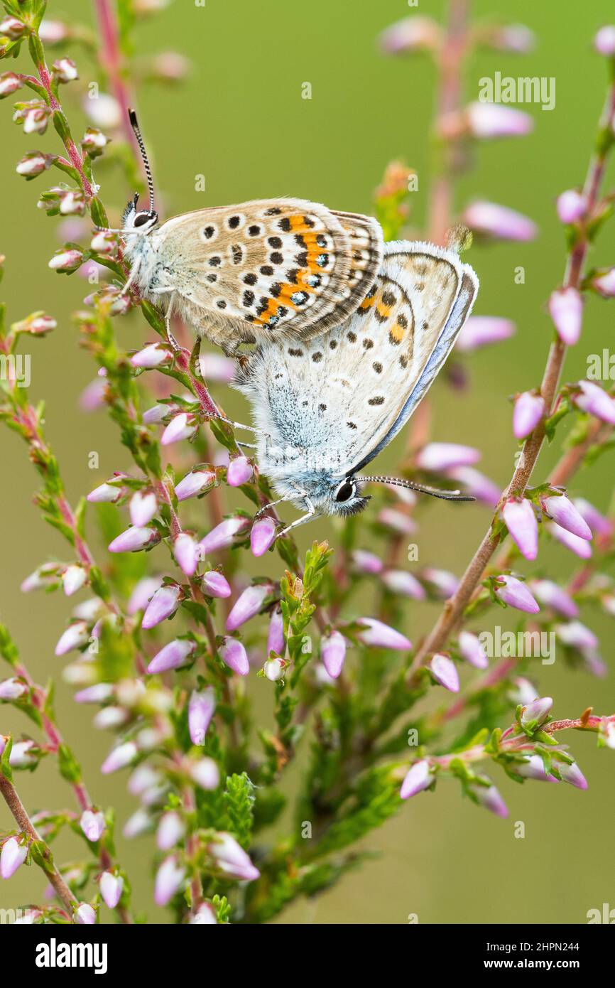 The silver-studded blue (Plebejus argus) is a butterfly in the family Lycaenidae, mating. Stock Photo