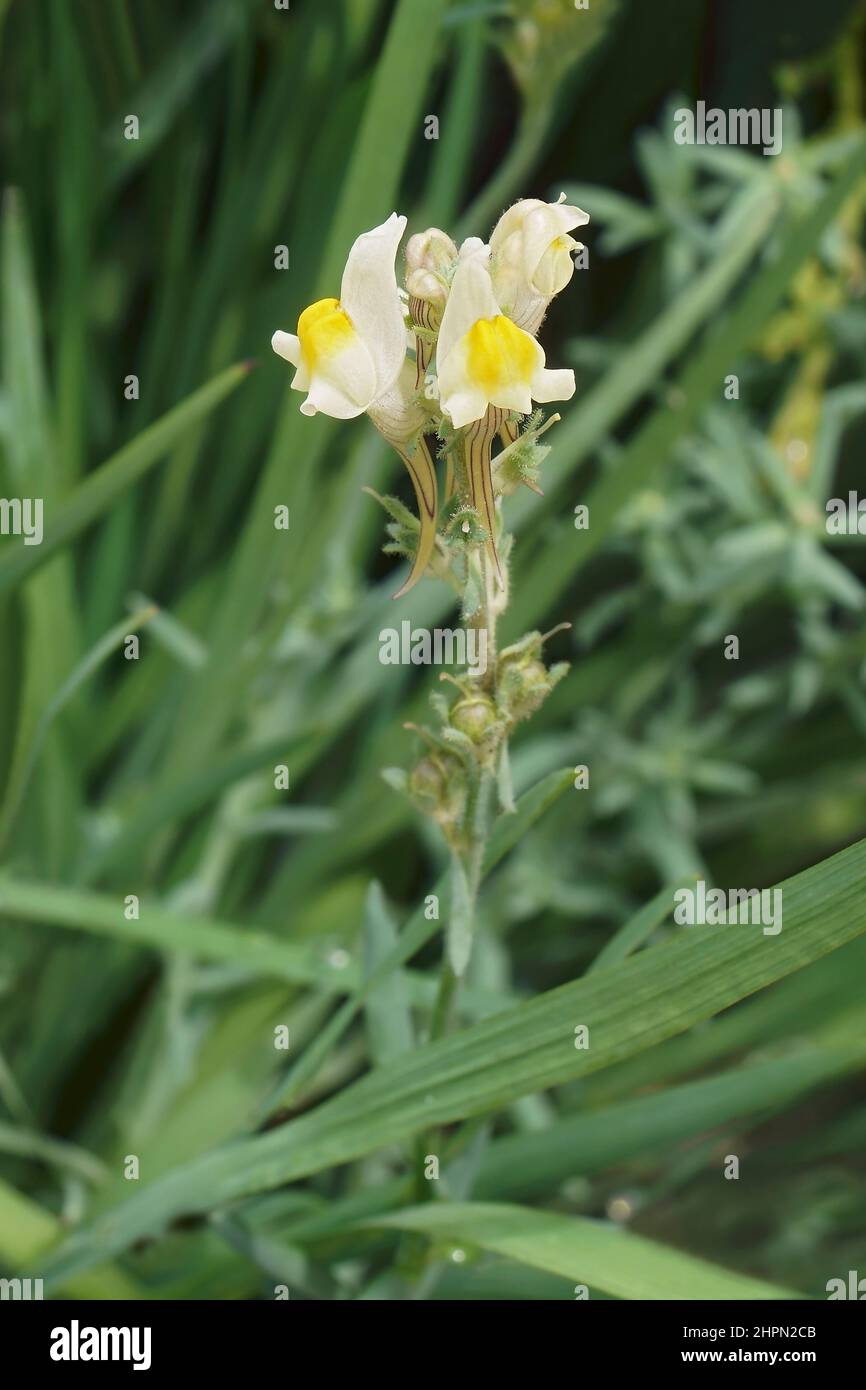 Creeping butter and eggs (Linaria supina). Called Prostrate toadflax