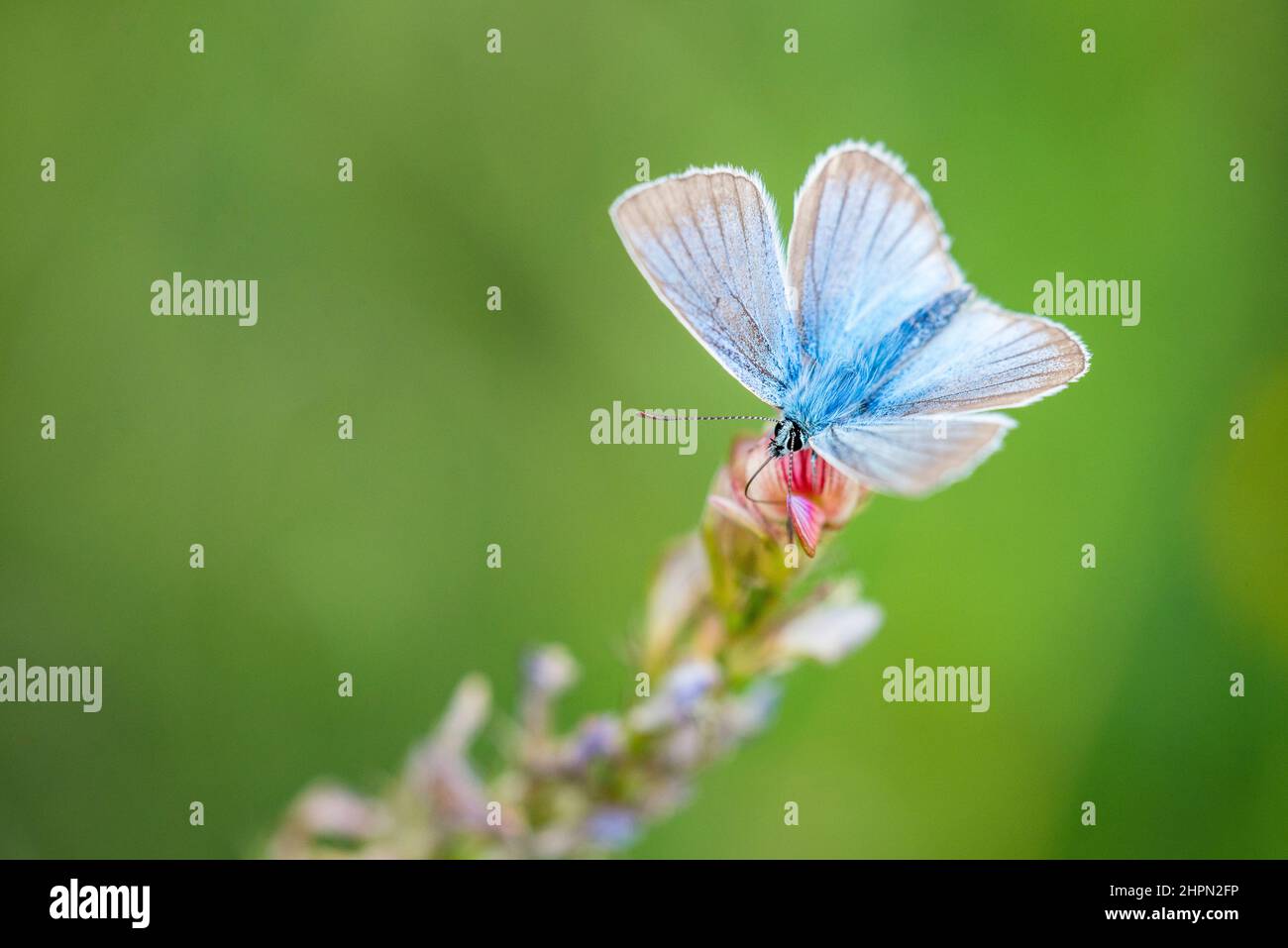 Damon Insect Polyommatus damon, the Damon blue, is a butterfly of the family ...