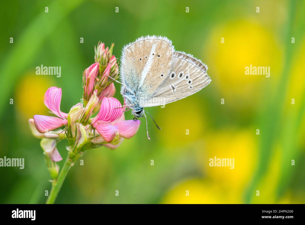Polyommatus damon, the Damon blue, is a butterfly of the family Lycaenidae, female. Stock Photo