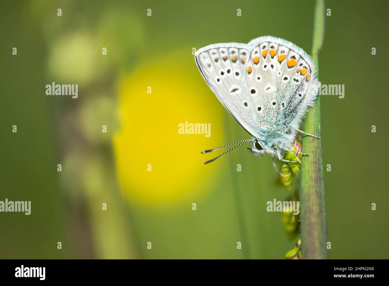 The common blue butterfly or European common blue (Polyommatus icarus) is a butterfly in the family Lycaenidae and subfamily Polyommatinae, male. Stock Photo