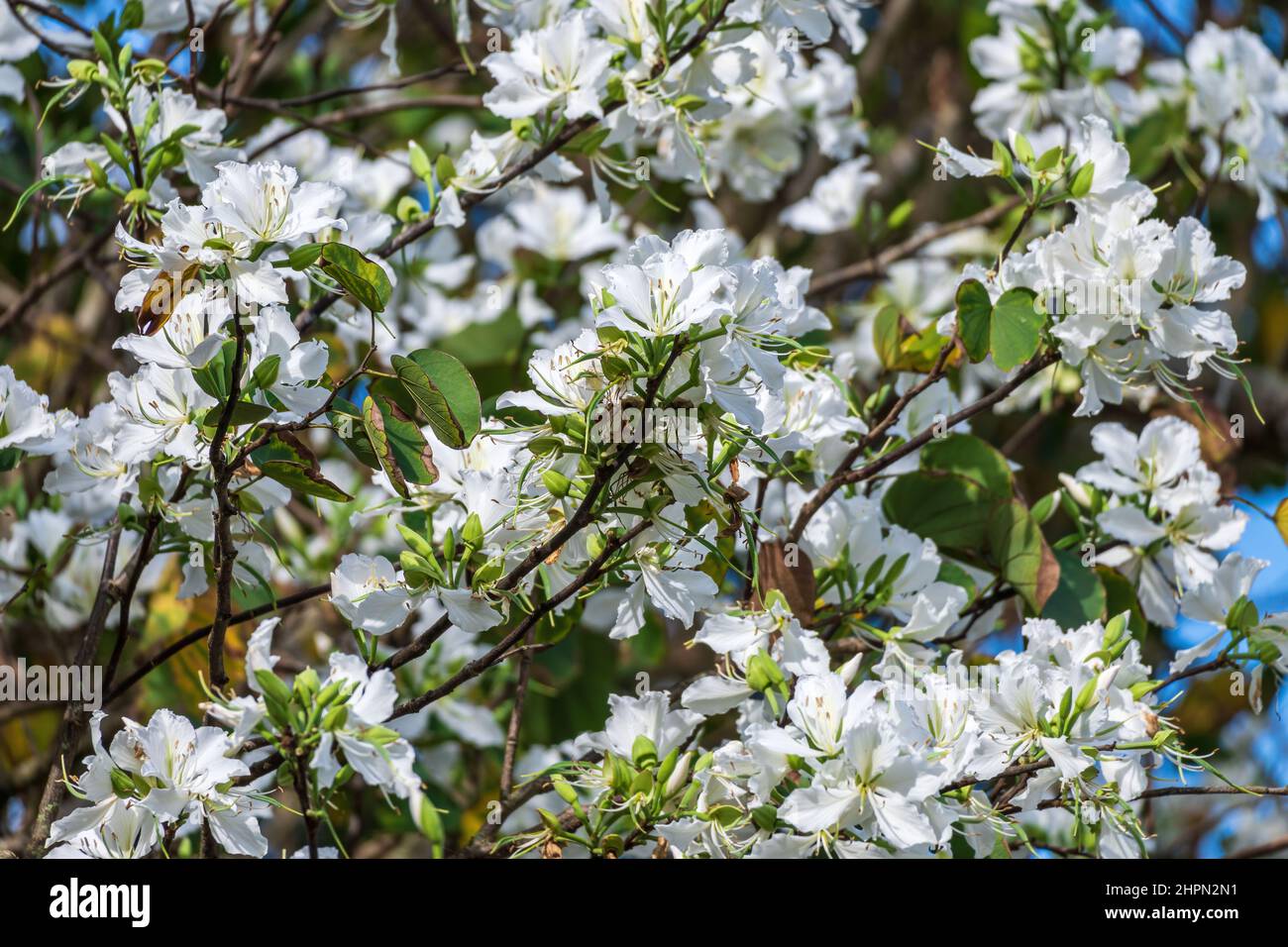 White orchid tree (Bauhinia variegata var. candida) - Florida, USA Stock Photo