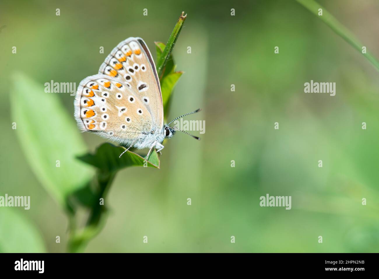 The common blue butterfly or European common blue (Polyommatus icarus) is a butterfly in the family Lycaenidae and subfamily Polyommatinae, female. Stock Photo