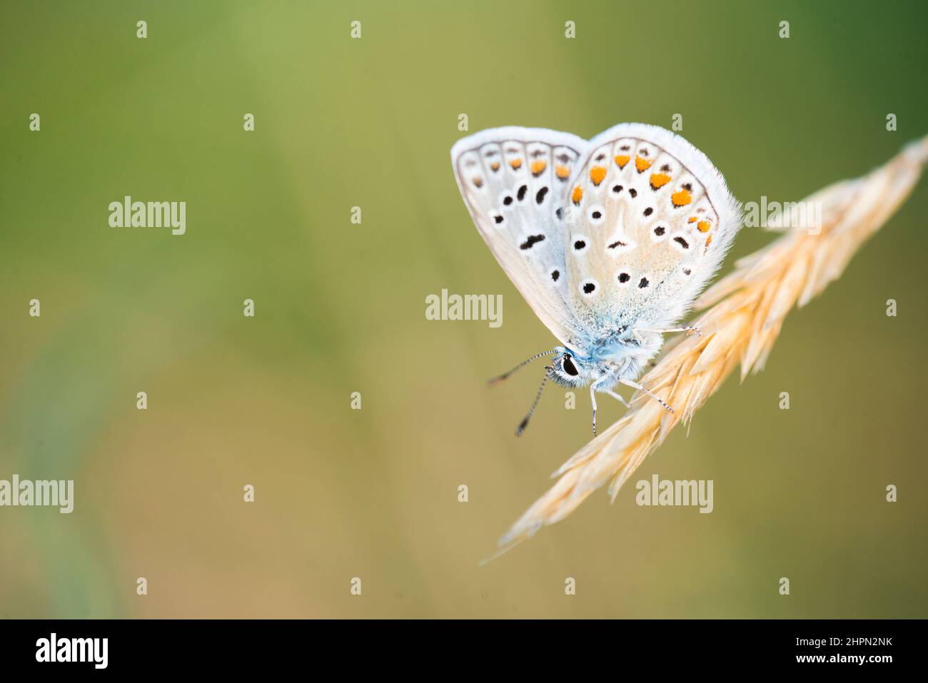 The common blue butterfly or European common blue (Polyommatus icarus) is a butterfly in the family Lycaenidae and subfamily Polyommatinae, male. Stock Photo