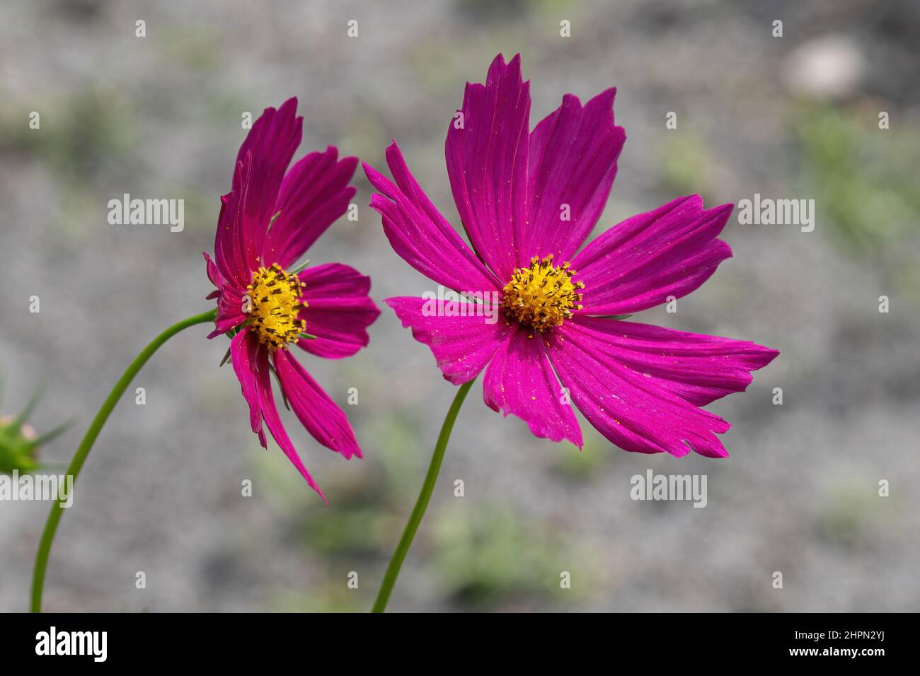 Garden cosmos flower closeup (Cosmos bipinnatus) - Florida, USA Stock Photo