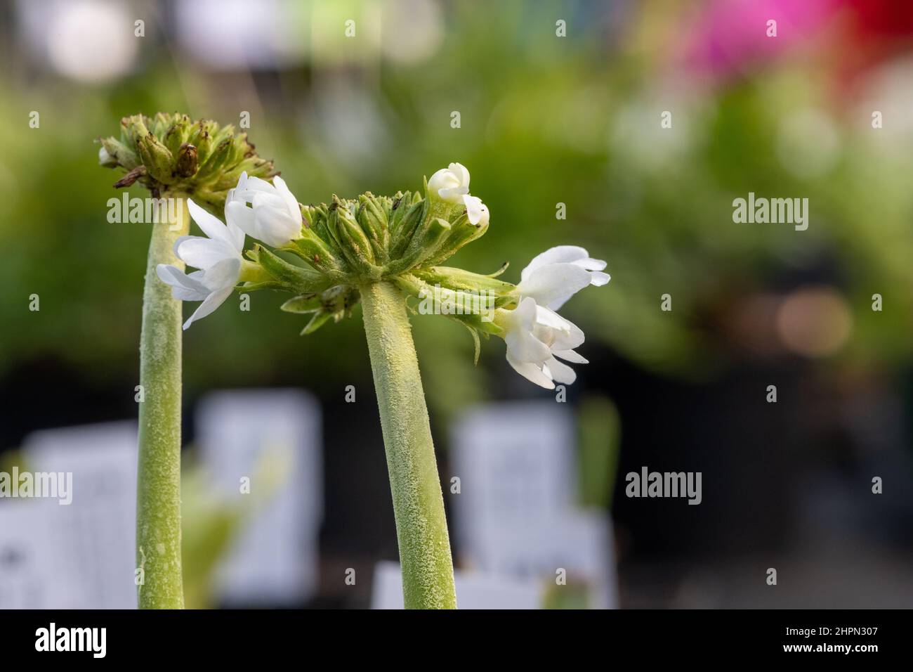 Close up of a drumstick primula (primula denticulata) plant emerging into bloom Stock Photo