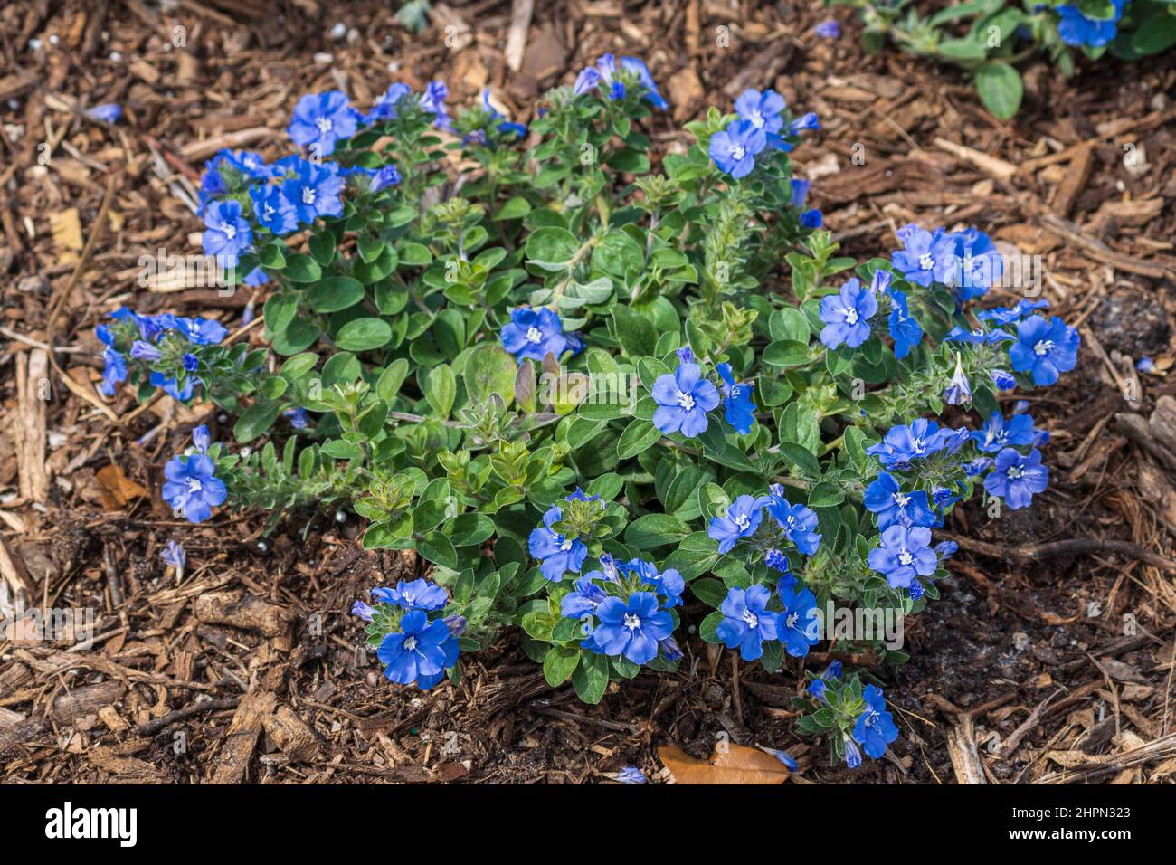 Blue daze a.k.a. Brazillian dwarf morning-glory (Evolvulus glomeratus) - Florida, USA Stock Photo