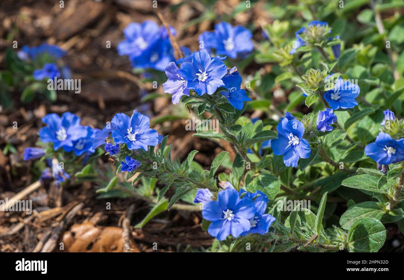 Flowers of blue daze a.k.a. Brazillian dwarf morning-glory (Evolvulus glomeratus) - Florida, USA Stock Photo