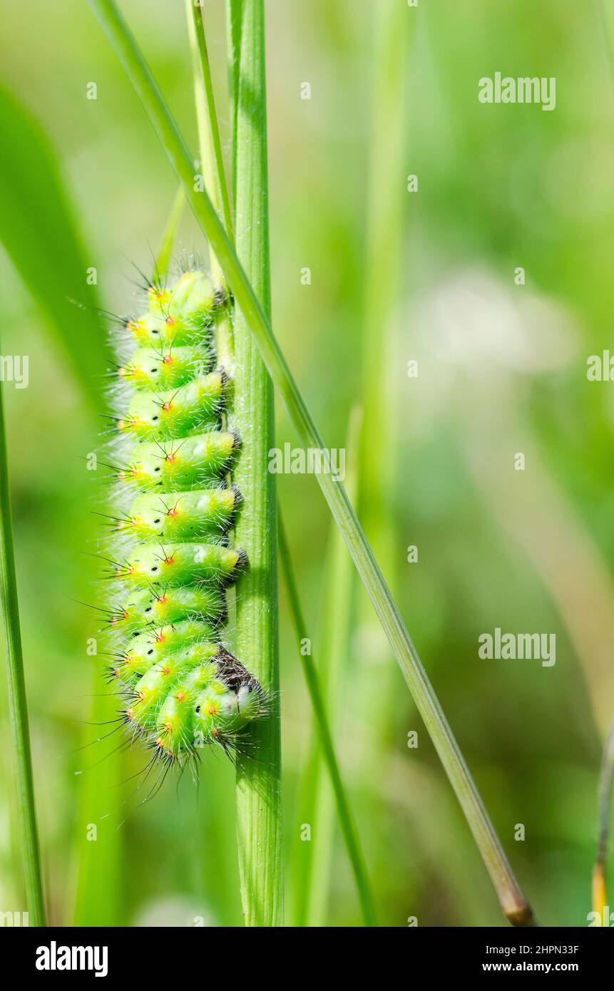 Saturnia pavonia, the small emperor moth, is a moth of the family Saturniidae, caterpillar. Stock Photo