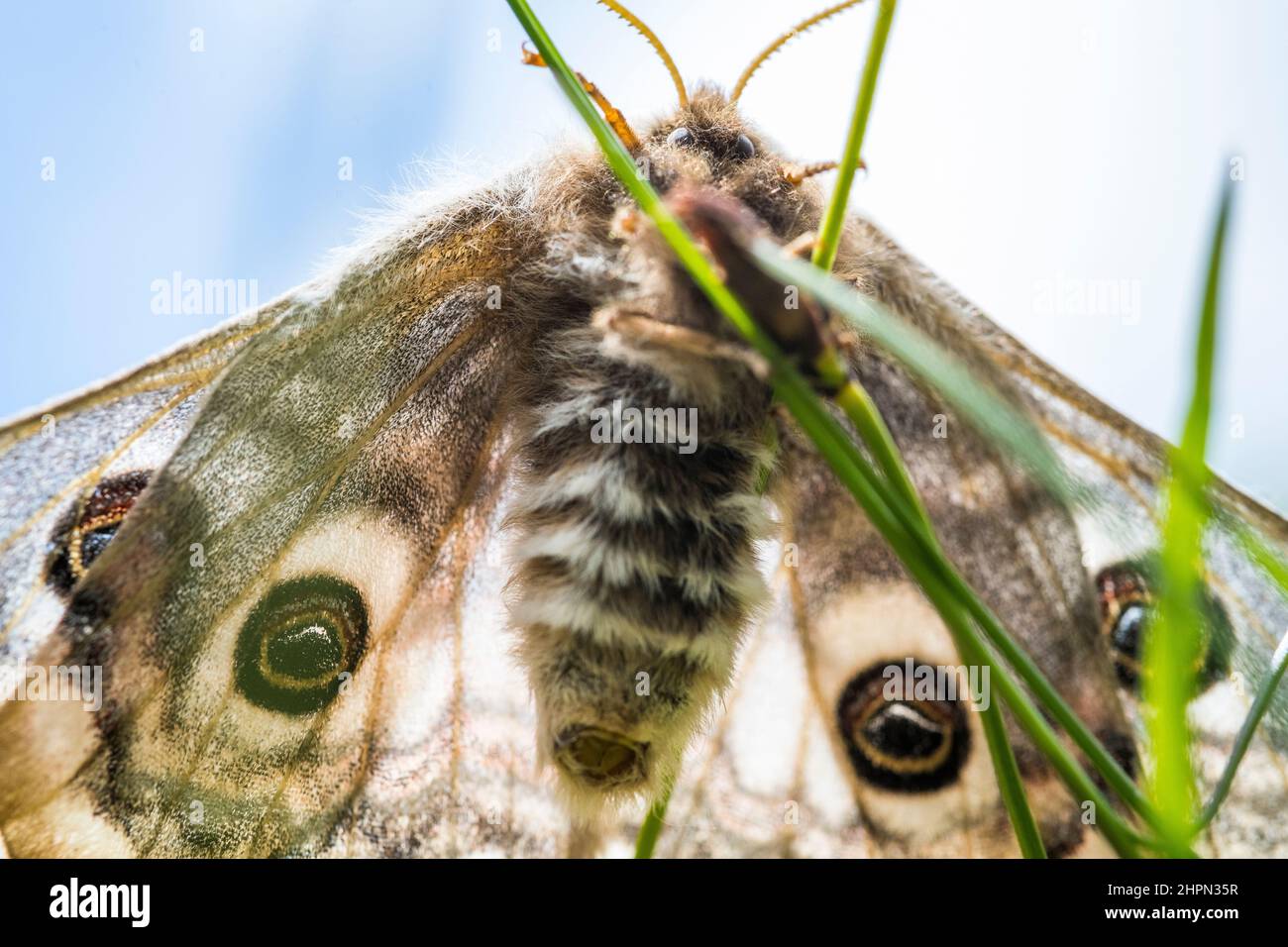 Saturnia pavonia, the small emperor moth, is a moth of the family Saturniidae, female. Stock Photo