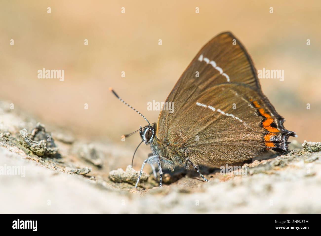 The white-letter hairstreak (Satyrium w-album) is a butterfly in the family Lycaenidae. Stock Photo
