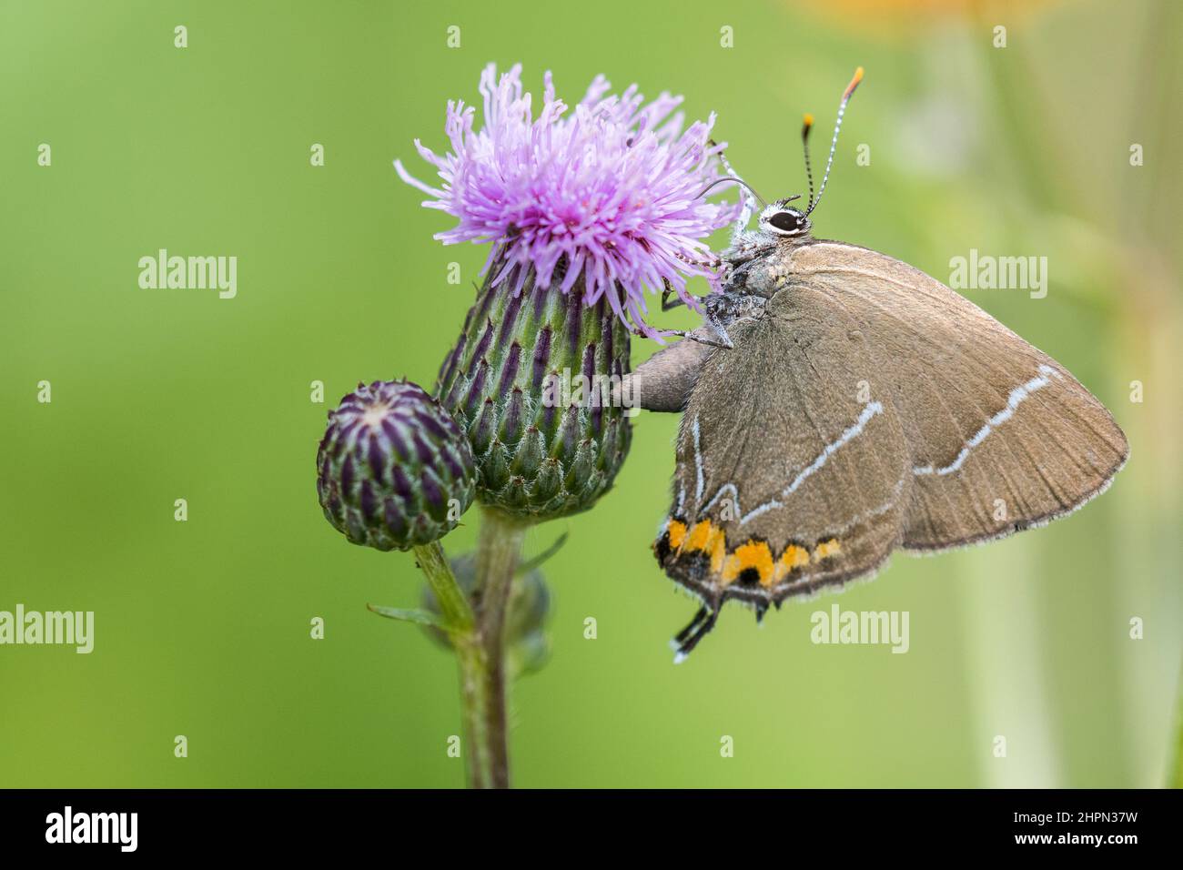 The white-letter hairstreak (Satyrium w-album) is a butterfly in the family Lycaenidae. Stock Photo