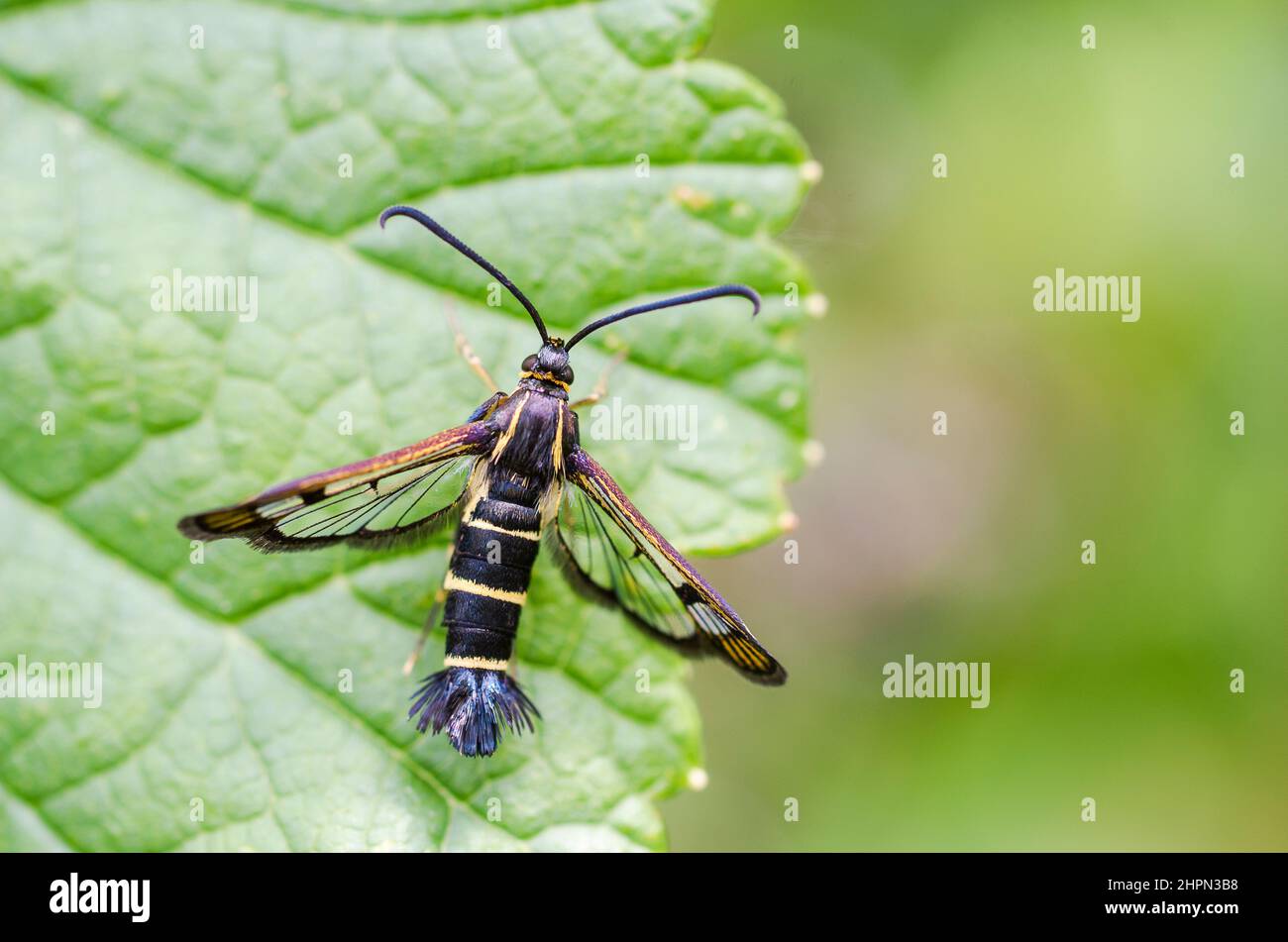 Synanthedon tipuliformis, known as the currant clearwing, is a moth of the family Sesiidae, on host plant, blackcurrant (Ribes nigrum). Stock Photo
