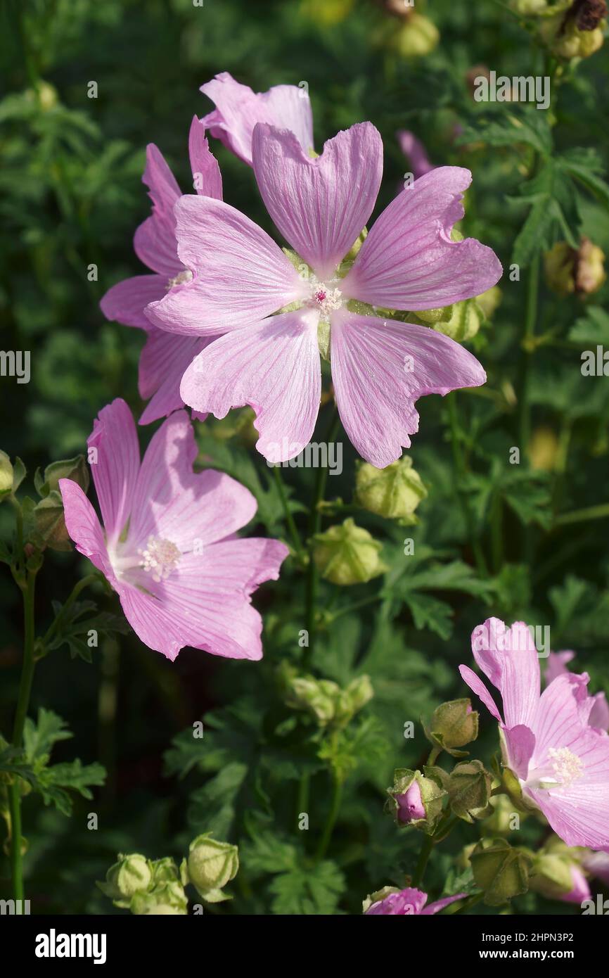 Upright Holycock mallow (Malva alcea 'Fastigiata' Stock Photo - Alamy