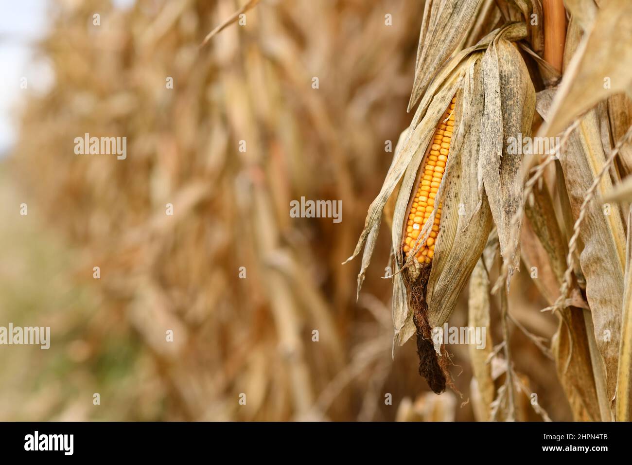 Ripe corn cereal grain in field with copy space Stock Photo