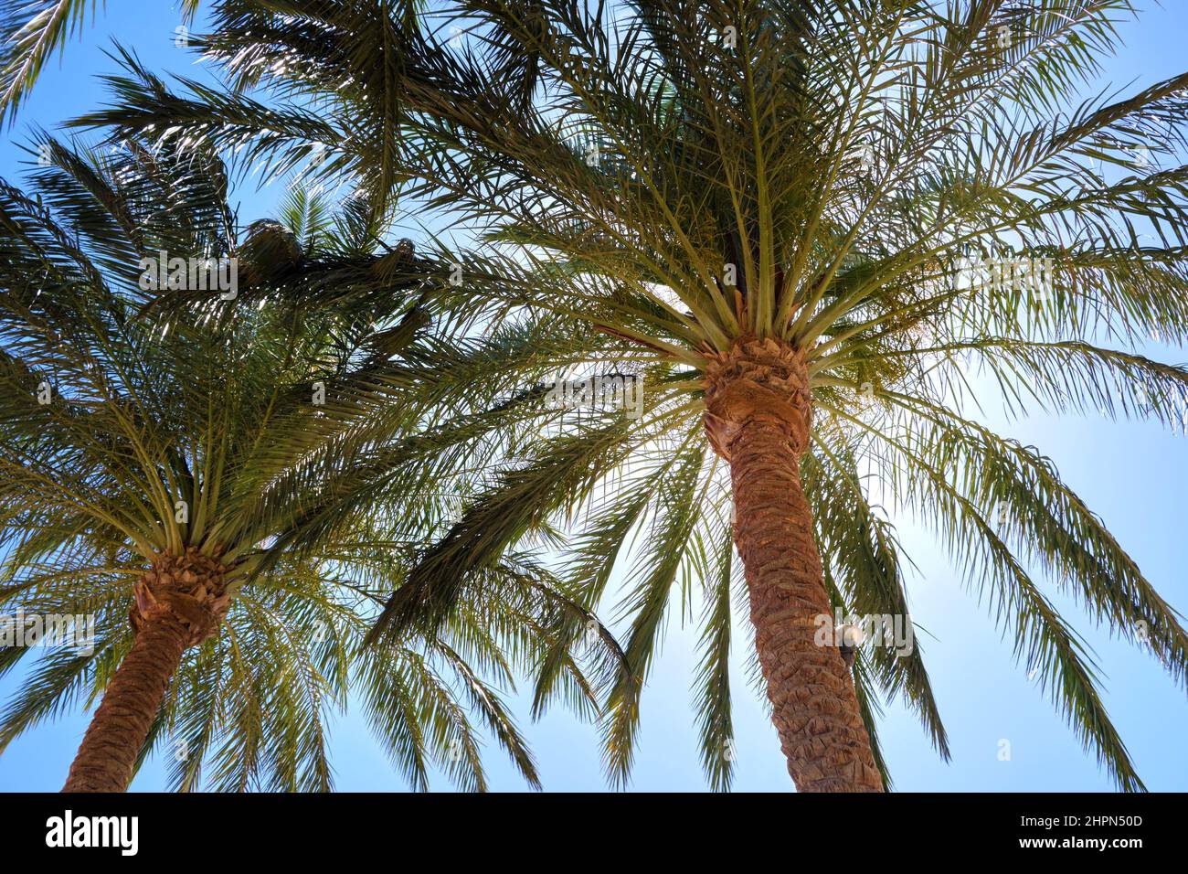 Beautiful green coconut palm trees on tropical beach against blue sky ...