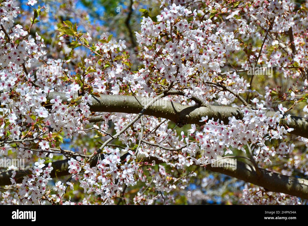 Blooming cherry blossom flowers surrounding tree branch during Spring ...