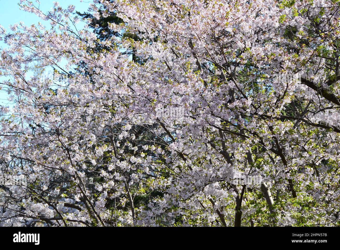 Bloom of cherry hi-res stock photography and images - Alamy
