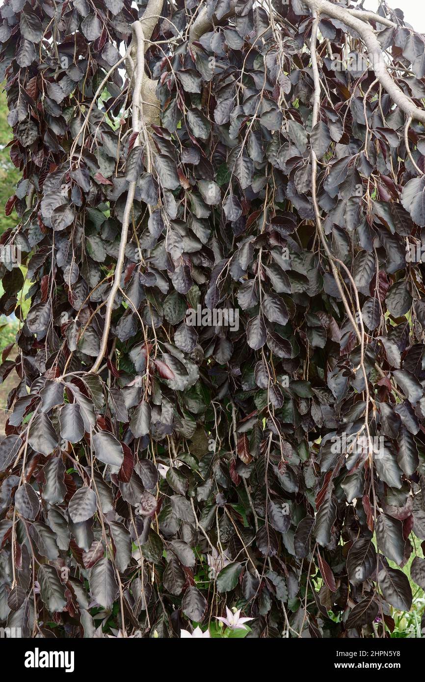 Weeping purple european beech (Fagus sylvatica 'Purpurea Pendula'). Stock Photo