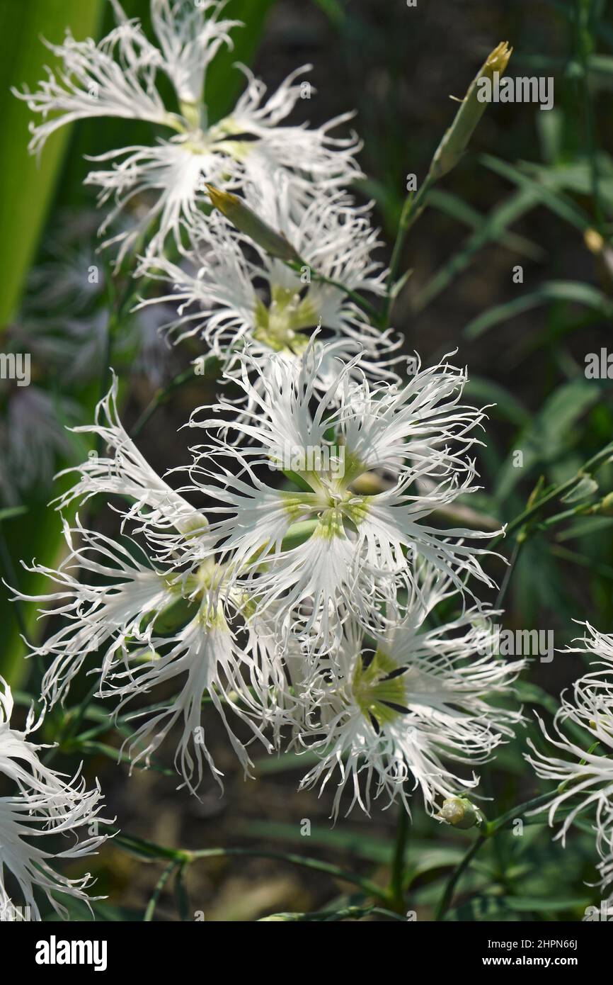 Fringed pink (Dianthus superbus). Called Large pink also. Stock Photo