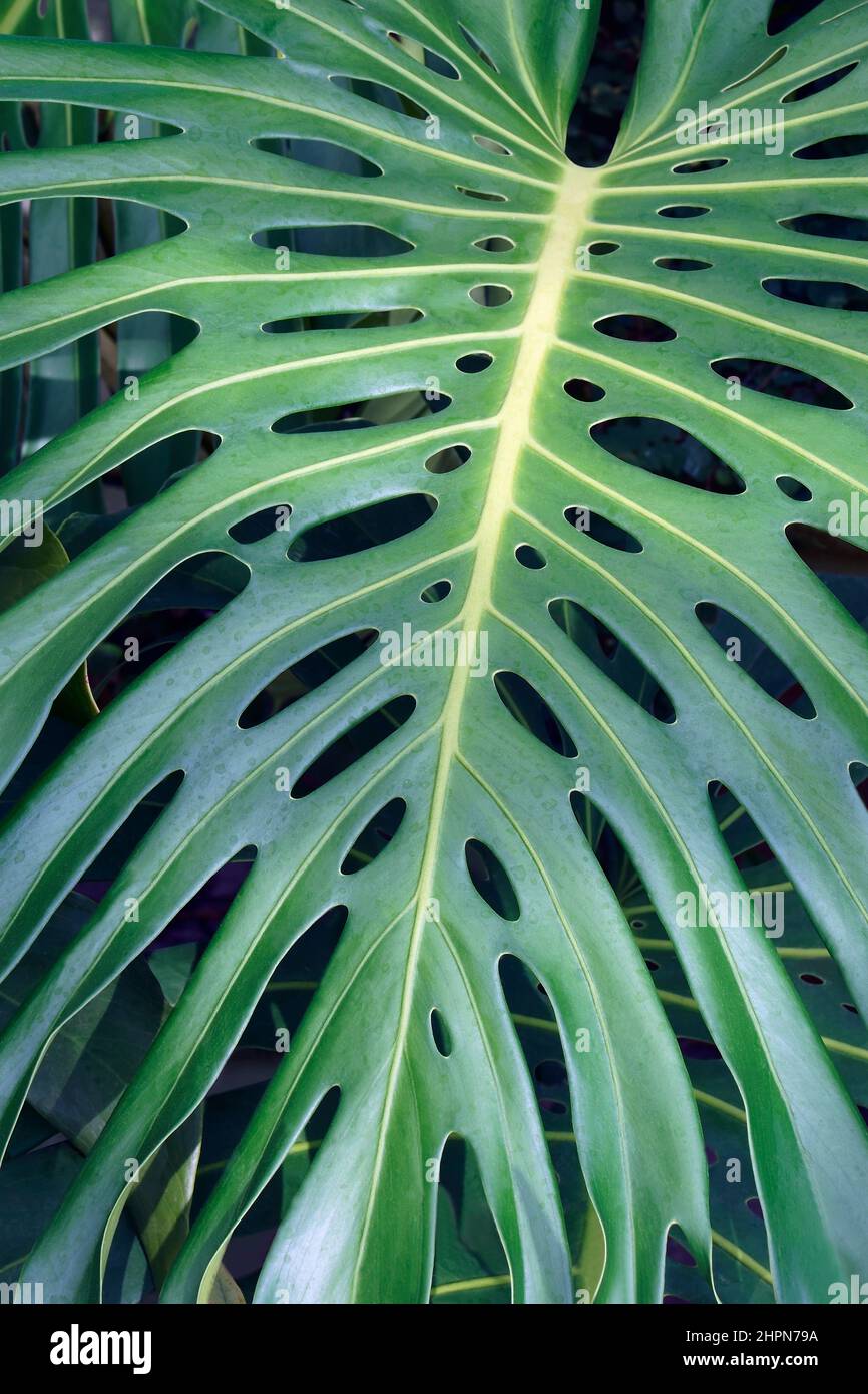 Swiss cheese plant (Monstera deliciosa). Called Splitleaf philodendron also Stock Photo Alamy