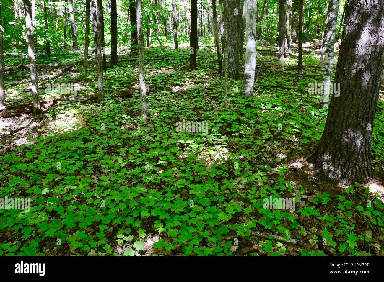 Dense forest floor covered in young maple saplings between huge tree ...