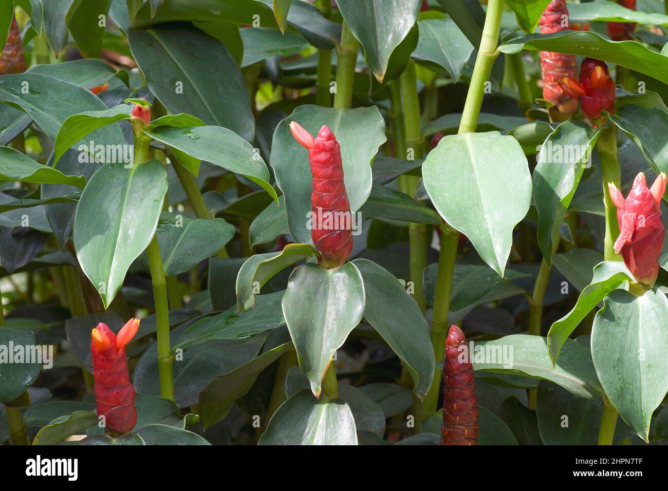 Red Button ginger (Costus woodsonii). Called Scarlet spiral flag and Indian head ginger also. Stock Photo