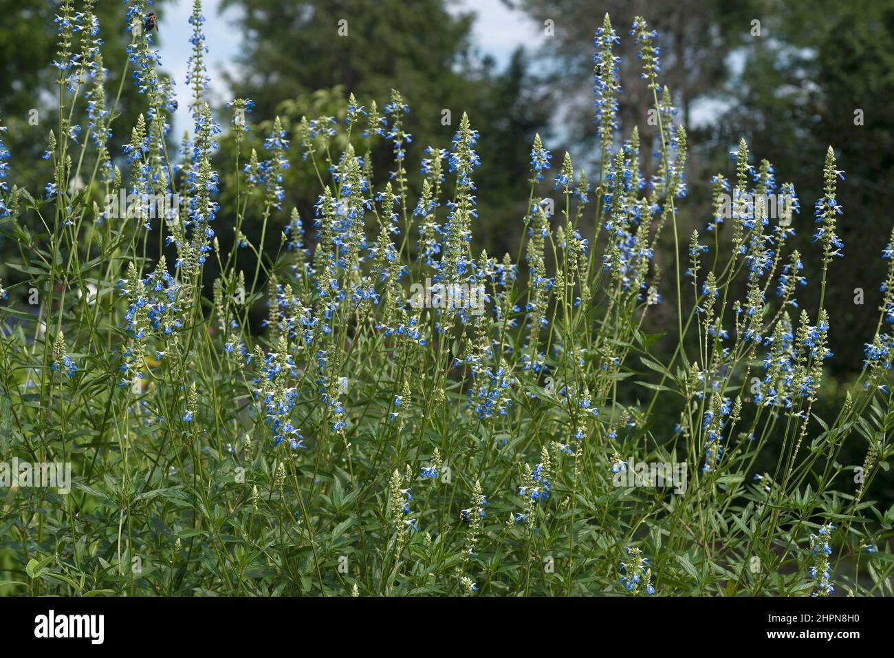 Bog sage (Salvia uliginosa). Called Blue Spike sage and Sky-blue sage also. Stock Photo