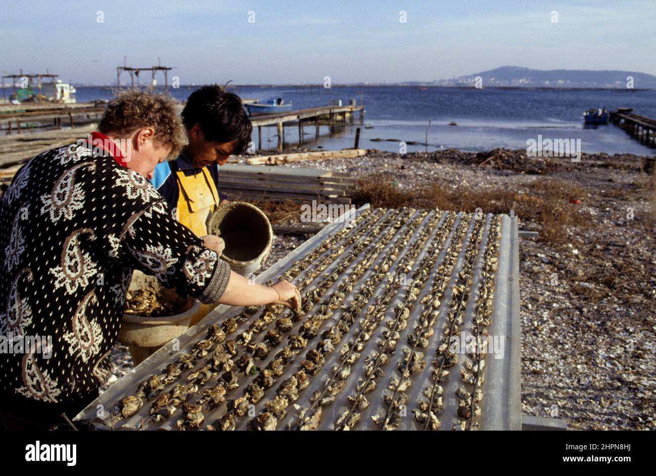 France Thau pond Bouzigues oysters production Stock Photo