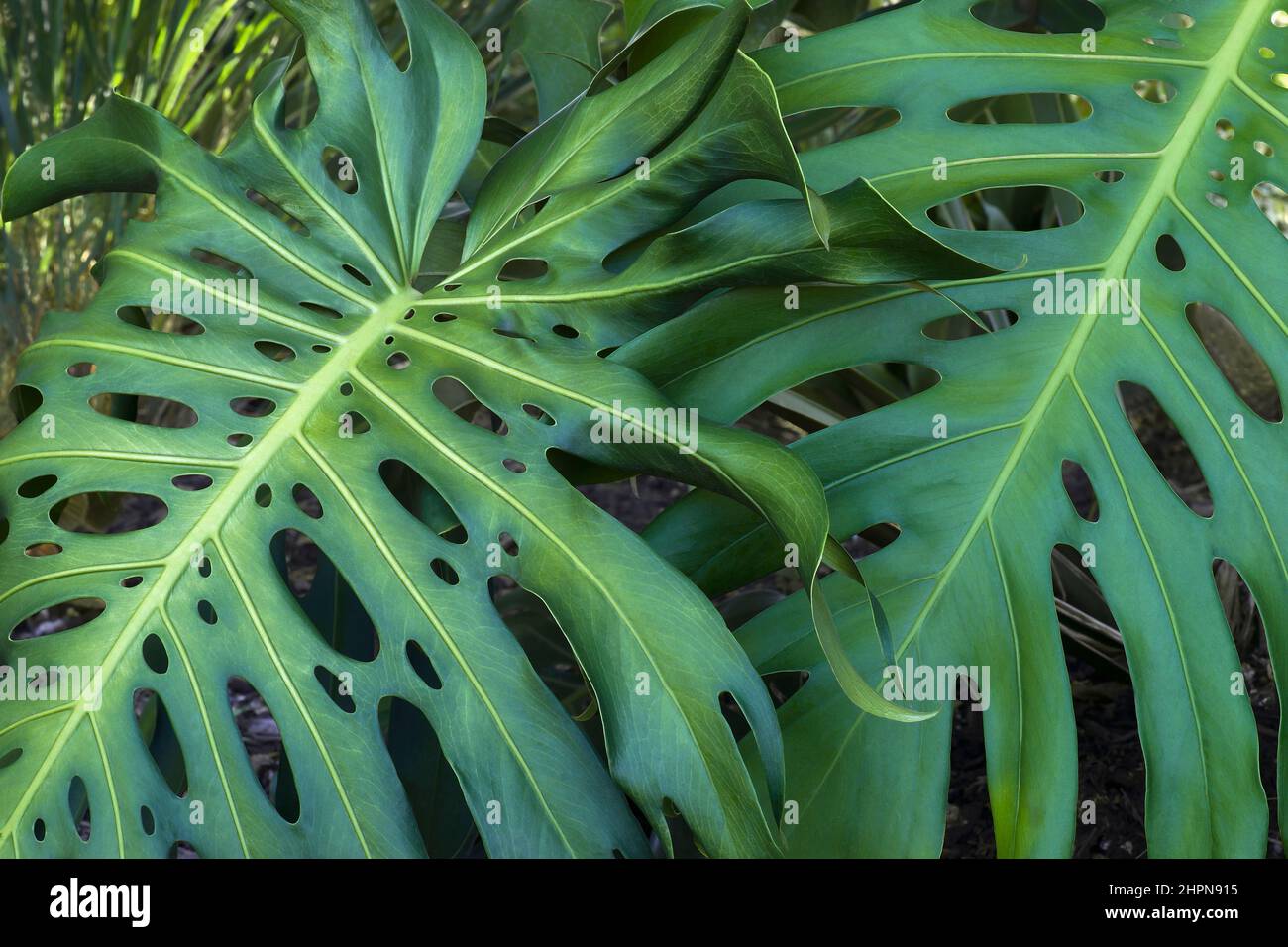 Swiss cheese plant (Monstera deliciosa). Called Splitleaf philodendron also Stock Photo Alamy