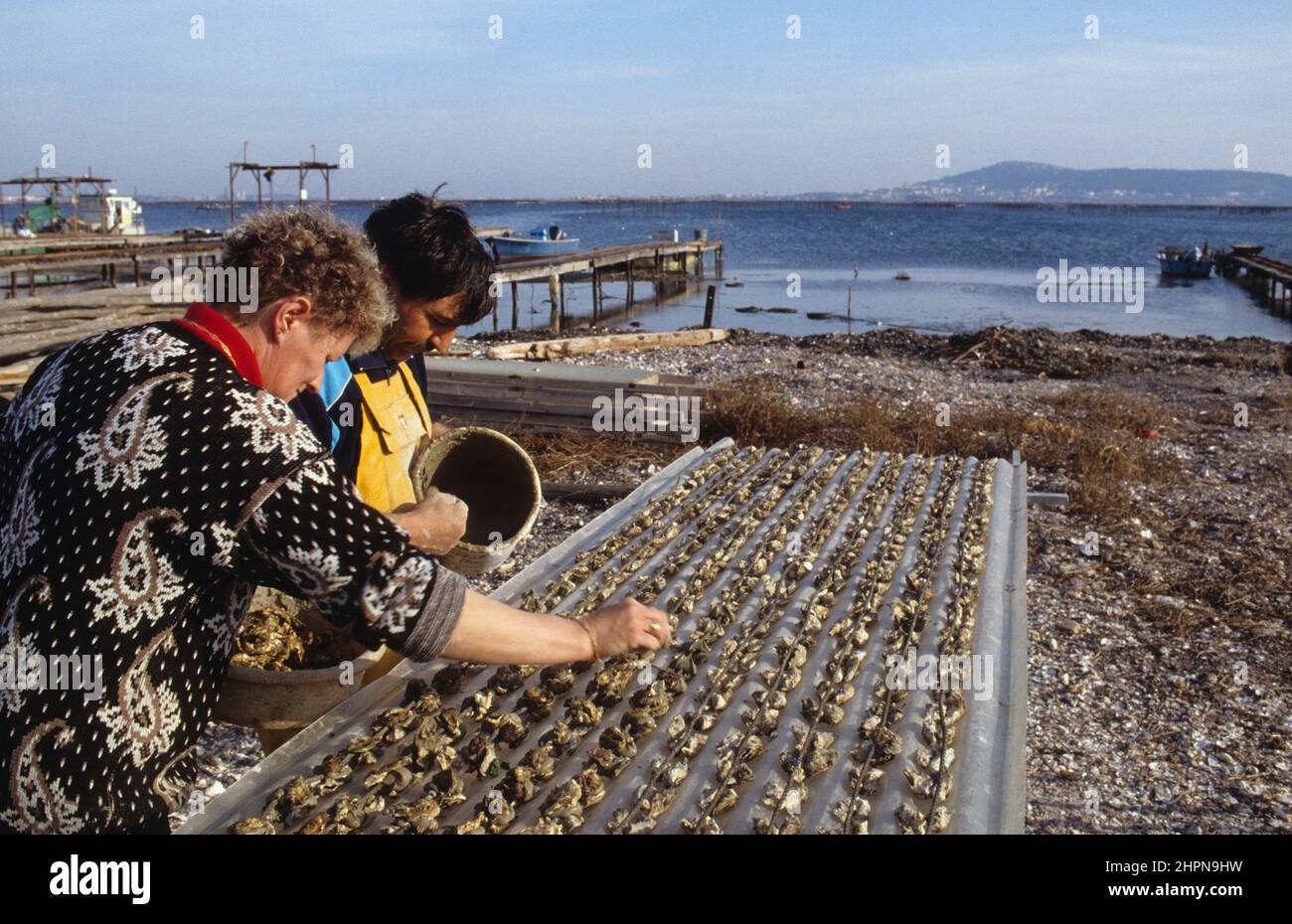 France Thau pond Bouzigues oysters production Stock Photo