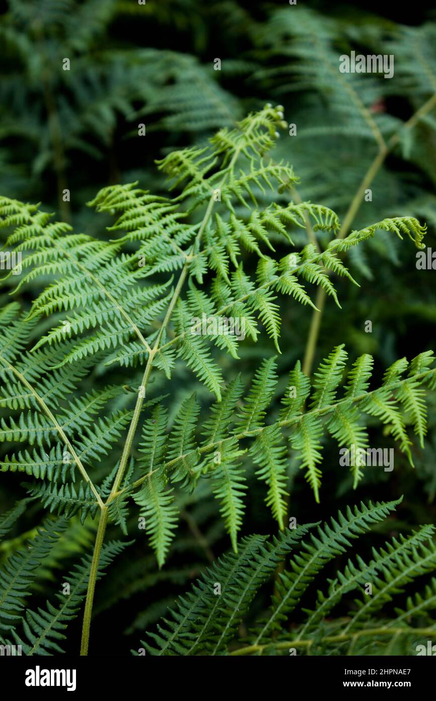 Dark green fern in the forest. A lot of plants and beautiful nature in the woods. Stock Photo