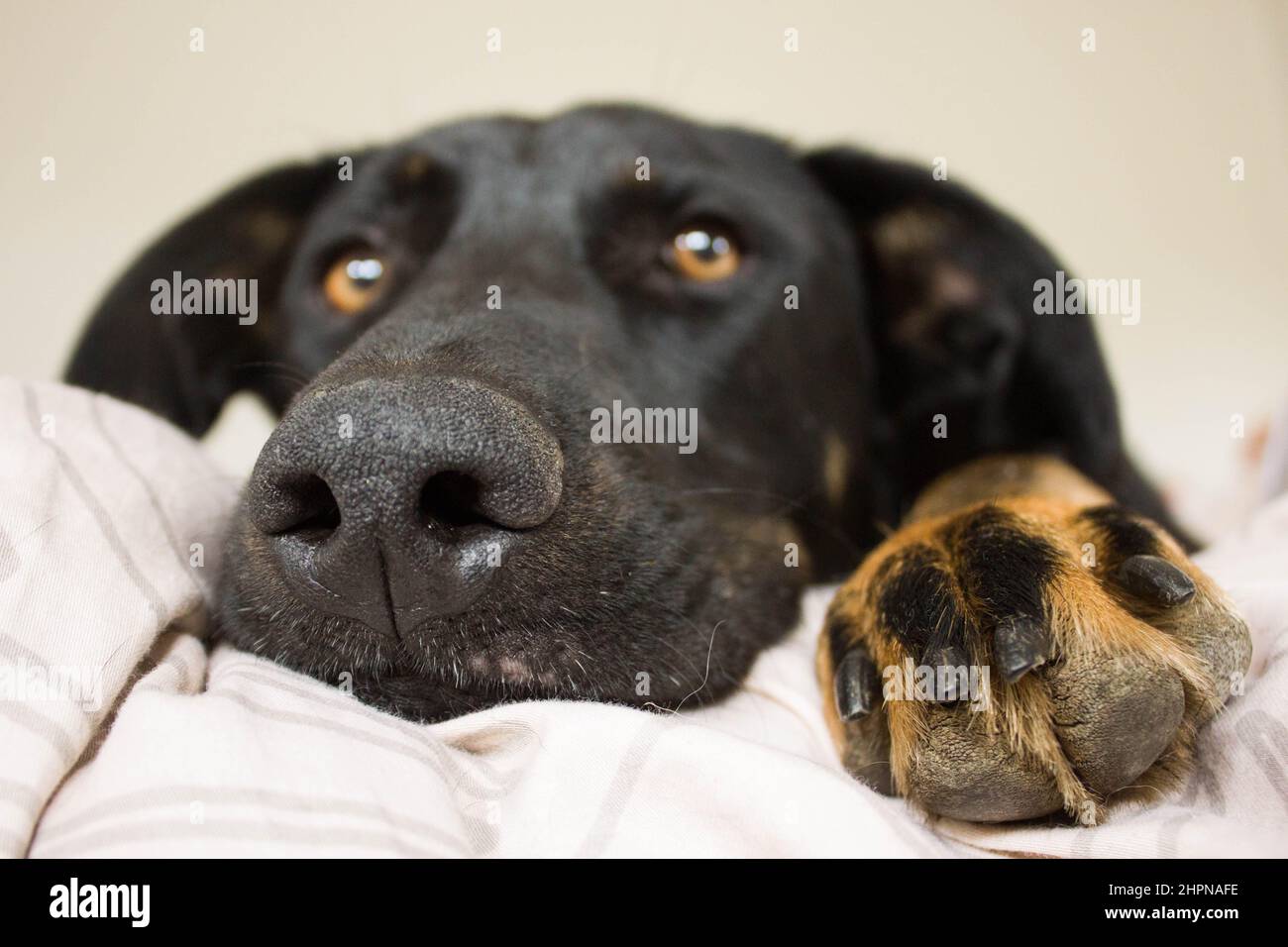 Black dog with a brown paw and brow eyes lying on the bed, looking very tired. Big brown and black dog paw in the focus. Stock Photo
