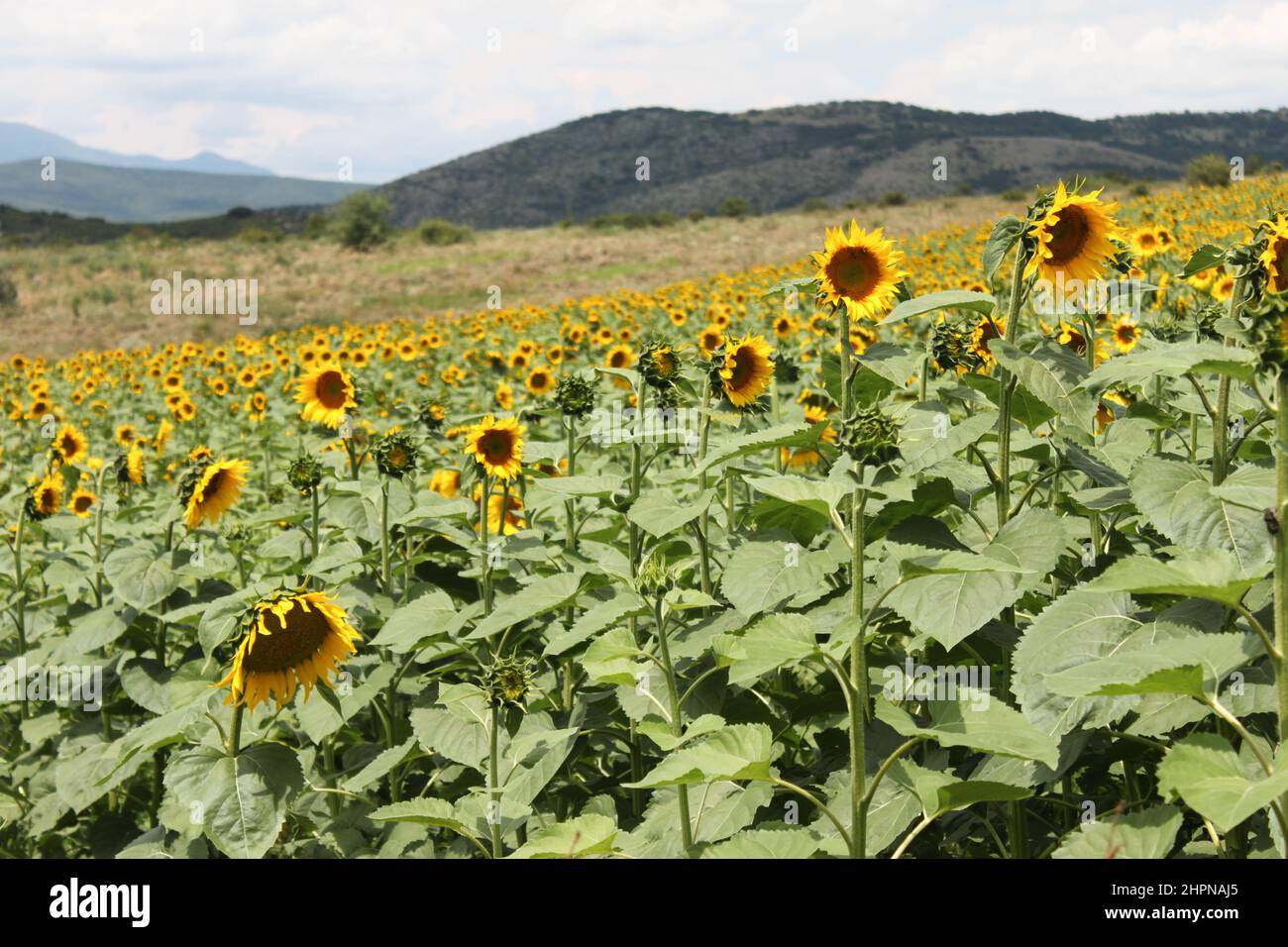 Sunflower field in southern Europe on sunny summer day. Stock Photo