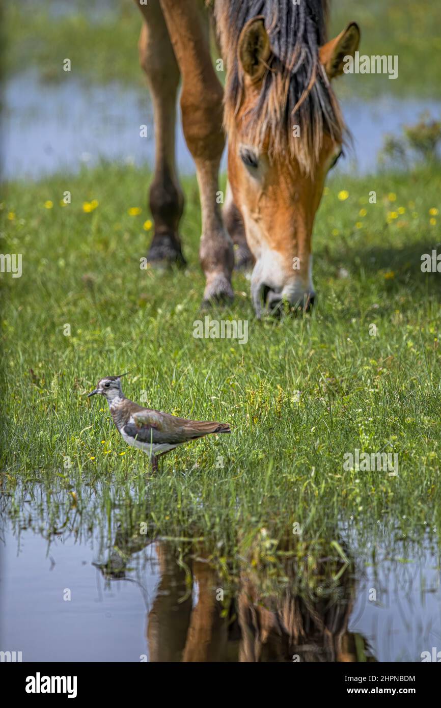 Vanneaux huppés dans les marais de Saint Firmin à proximité du Crotoy et du parc du Marquenterre Stock Photo