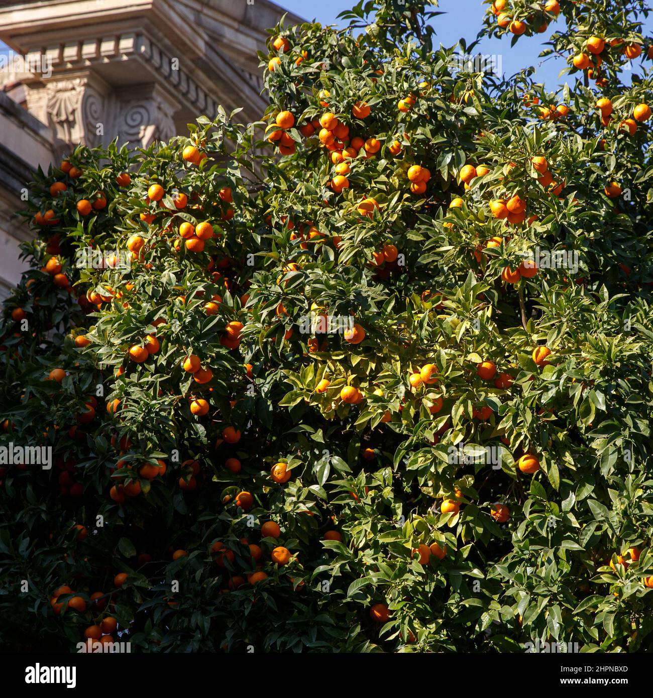 Tangerines grow on a tree Stock Photo Alamy