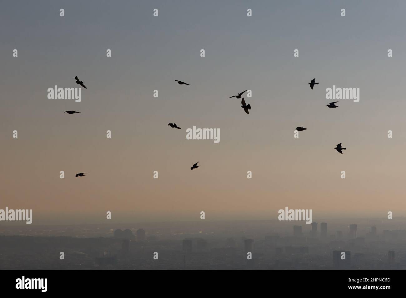 A flock of birds flies over the city Stock Photo - Alamy