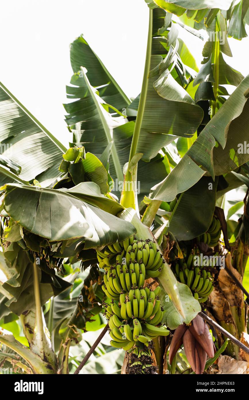 Banana grove. Production of bananas on plantation Stock Photo Alamy