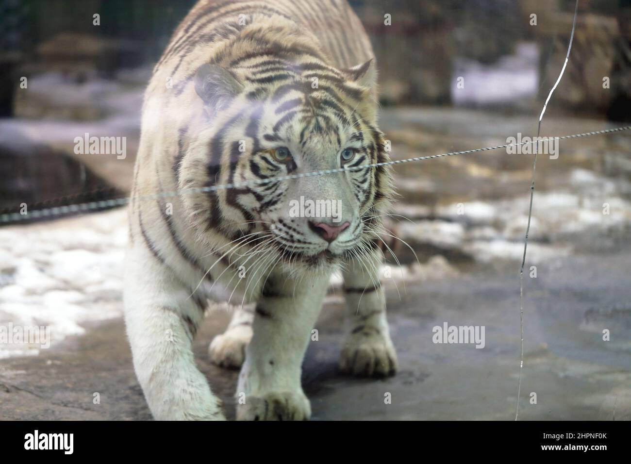 beautiful white tiger stands in a cage in a zoo photographed in close-up Stock Photo