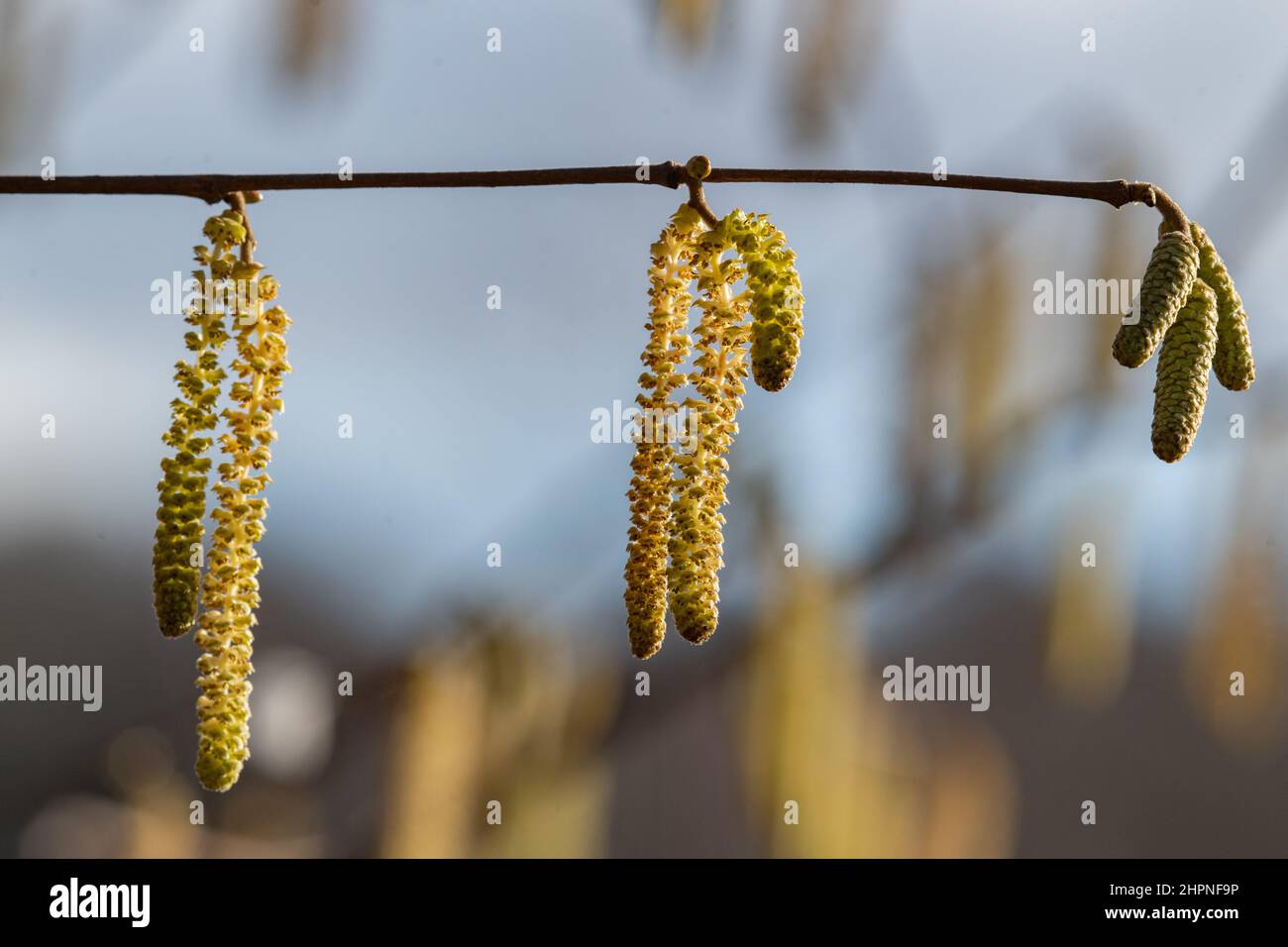 Corylus avellana tree hi-res stock photography and images - Alamy